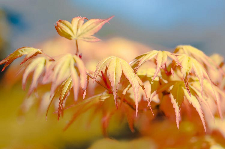 Acer palmatum 'Katsura', Japanese Maple 'Katsura', Tree with fall color, Fall color, Attractive bark Tree, Golden leaves, Golden Acer, Golden Japanese Maple